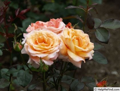 'Königin Beatrix ®' rose photo