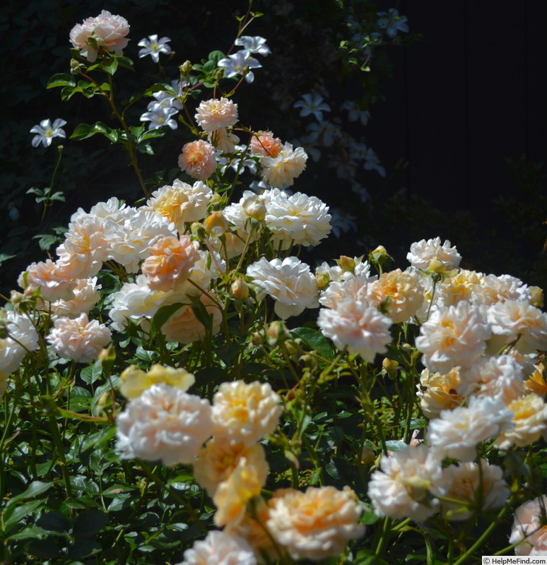 'Floral Fairy Tale' rose photo