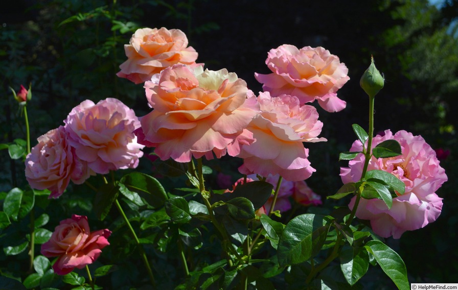 'Chicago Peace' rose photo