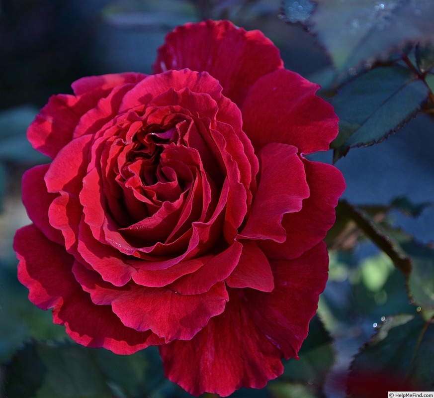 'Velvet Fragrance (Hybrid Tea, Fryer before 1985)' rose photo