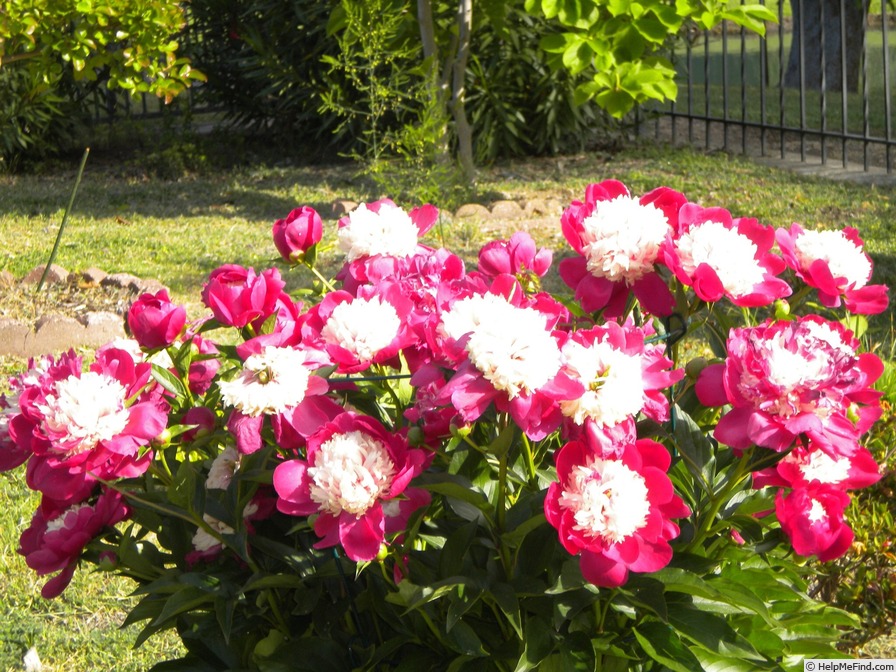 'White Cap' peony photo