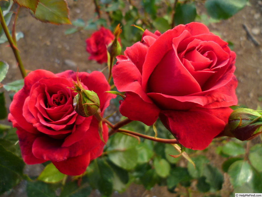 'Le Rouge et le Noir' rose photo