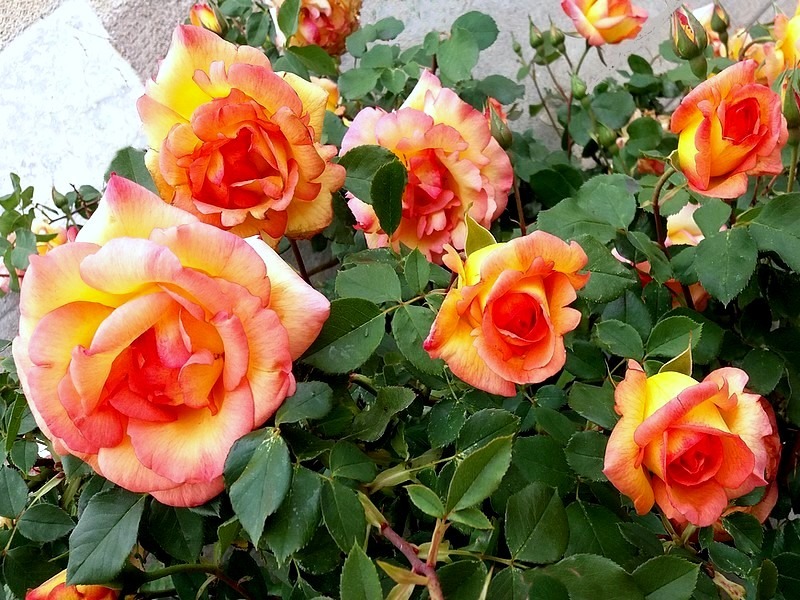 'Parure d'Or ®' rose photo