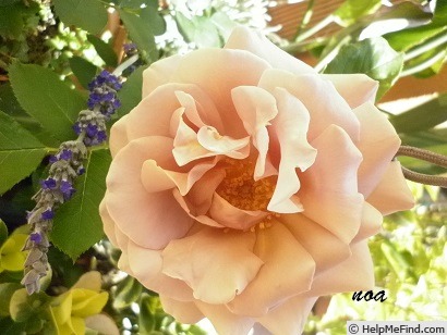 'Koko Loco (floribunda, Bedard, 2010)' rose photo
