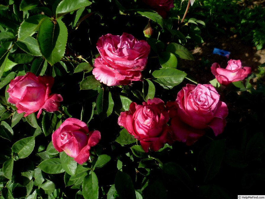 'Senteur Royale ® (hybrid tea, Tantau 2004)' rose photo