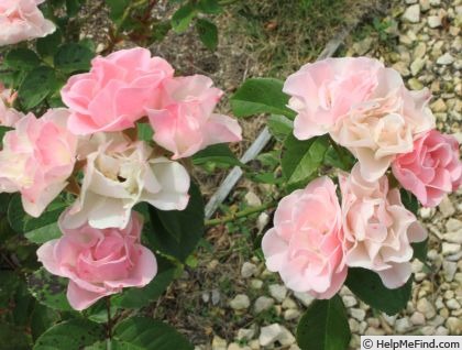 'Seresso' rose photo