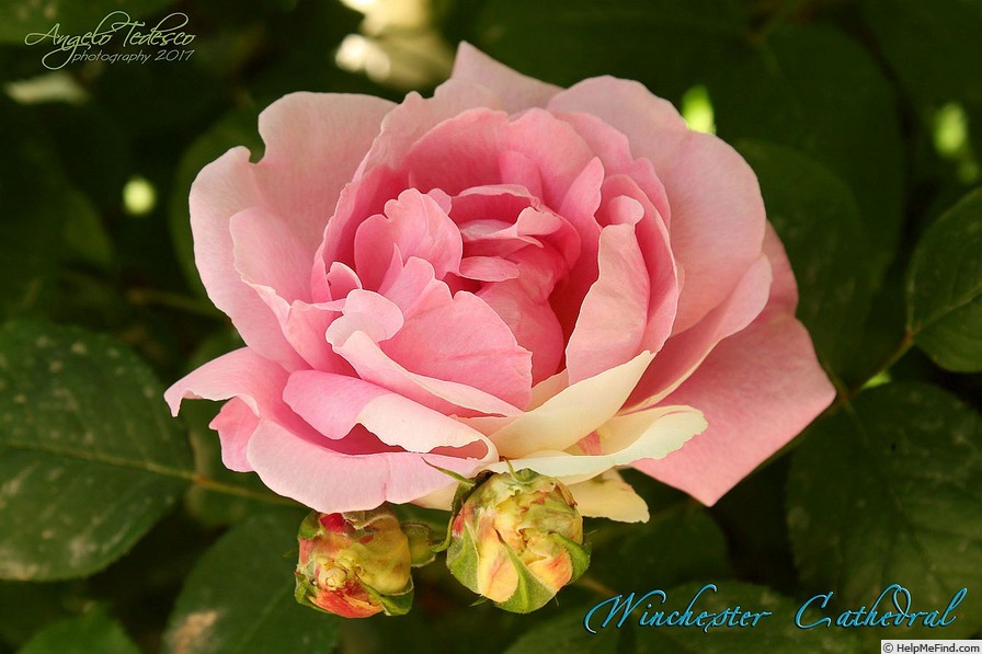 'Winchester Cathedral ®' rose photo