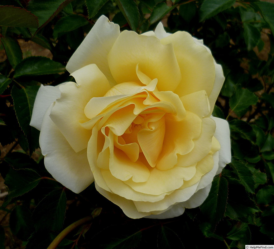 'Winter Sun ® (hybrid tea, Kordes 2001)' rose photo