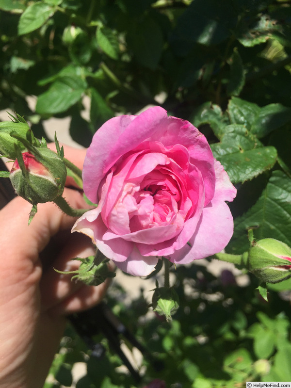 'Ispahan (damask, Unknown, before 1827)' rose photo