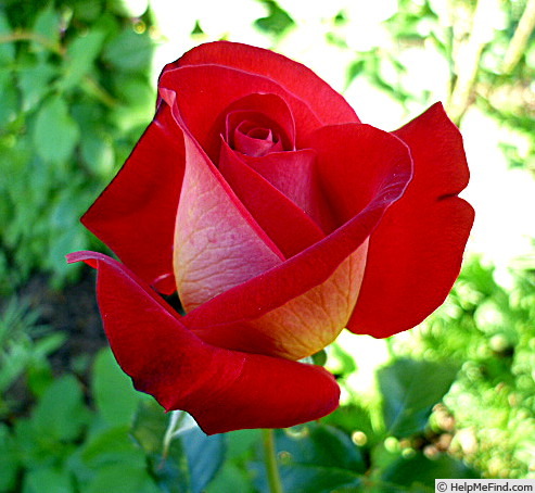 'Bolchoï ® (hybrid tea, Meilland, 1996)' rose photo