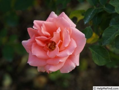 'In the Pink (floribunda, Ryan, 1988)' rose photo