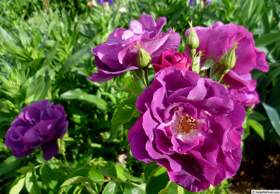 'Rhapsody in Blue ™' rose photo