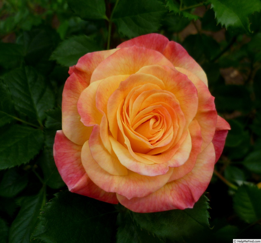 'Gartenspaß ®' rose photo