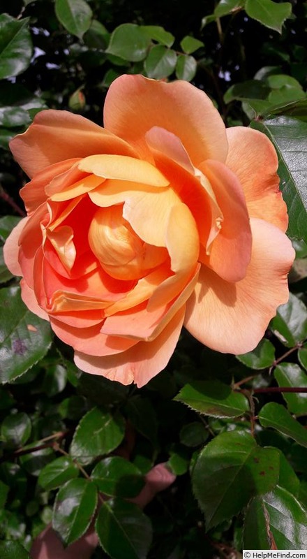 'Pat Austin ™' rose photo