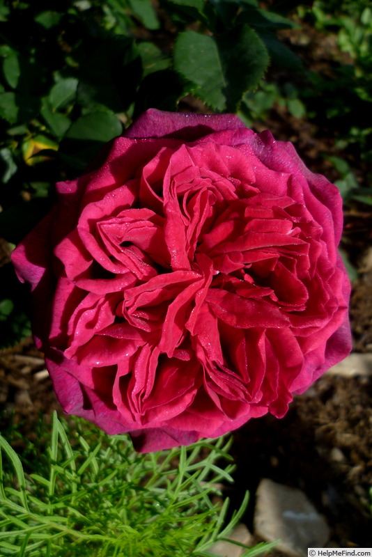 'Gräfin Diana ®' rose photo