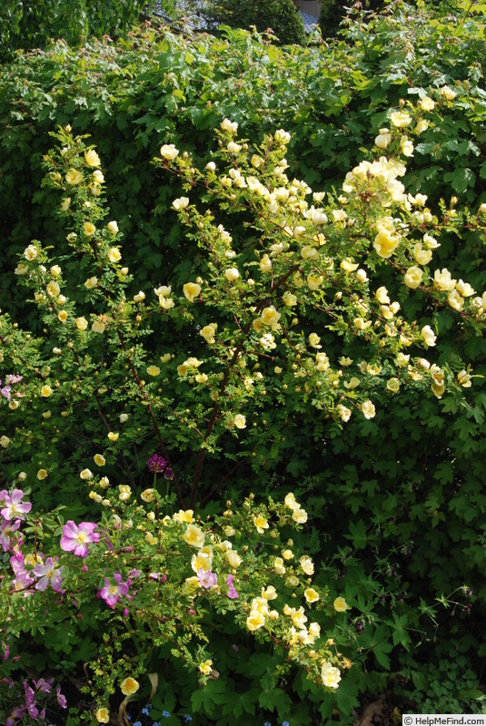 'R. hugonis' rose photo