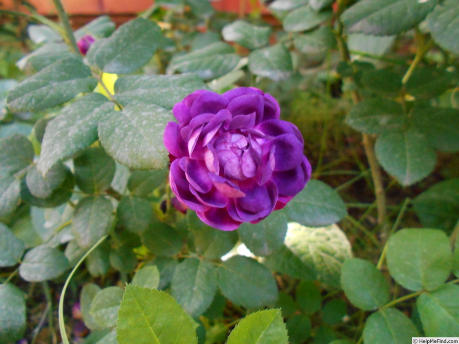 'Cardinal de Richelieu (Hybrid China, Parmentier, pre 1847)' rose photo