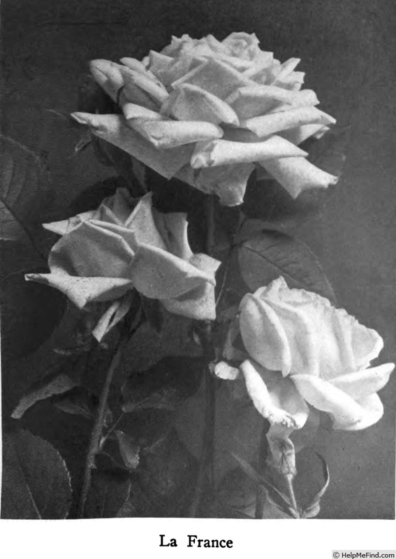 'La France' rose photo