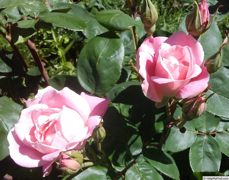 'Bubble Double' rose photo