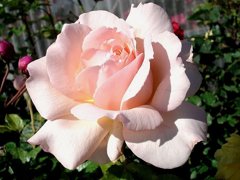 'Sweet Love ® (hybrid tea, 2005, Harkness)' rose photo