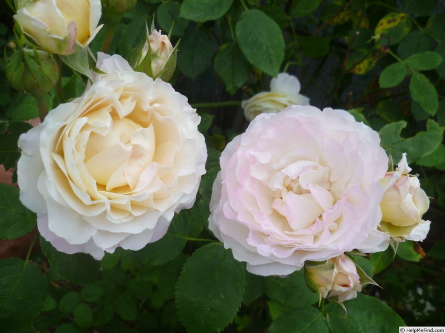 'André Brichet' rose photo