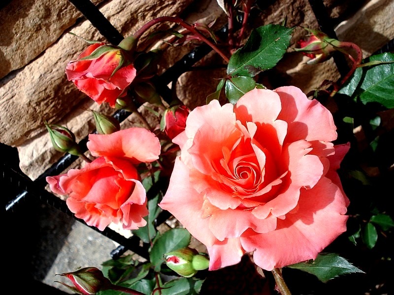 'Alibaba ®' rose photo