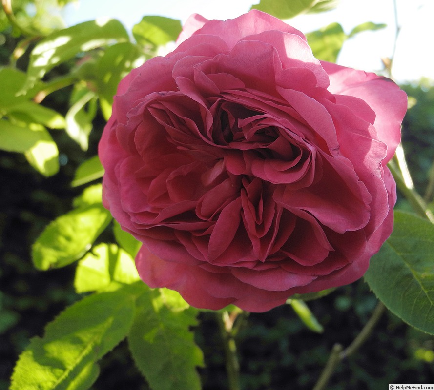 'Reine des Violettes (hybrid perpetual, Mille-Mallet 1860)' rose photo