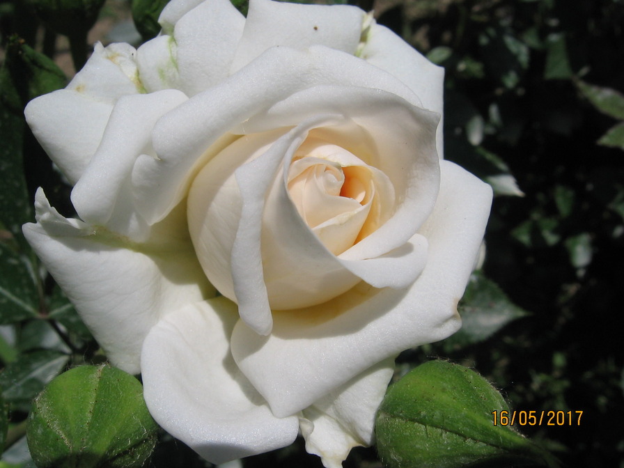 'Honeymilk®' rose photo