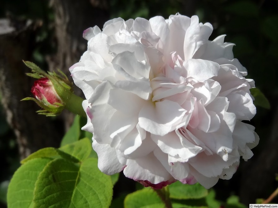 'Léda (damask, Unknown before 1818)' rose photo