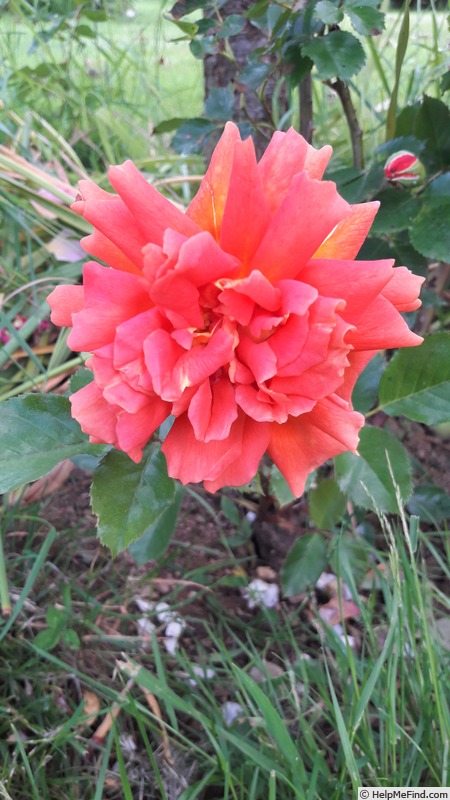 'Marie-Claire, Cl.' rose photo