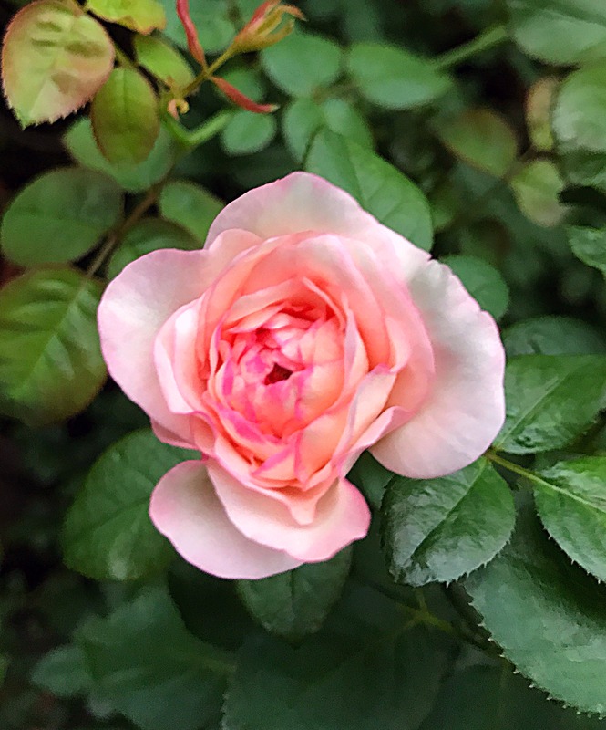 'Eliane Gillet ®' rose photo
