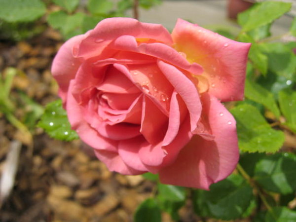 'Jubilee Celebration (shrub, Austin 2002)' rose photo