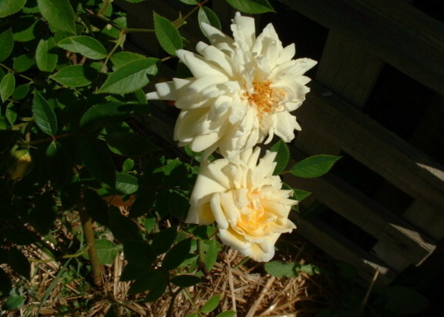 'Jackie, Cl.' rose photo