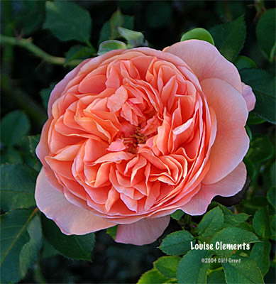 'Louise Clements (shrub, Clements, 1996)' rose photo