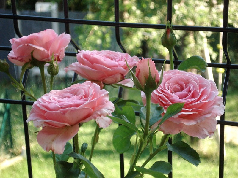 'Diane de Ribes ®' rose photo