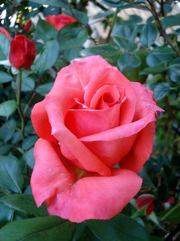 'Anne Vanderlove ®' rose photo