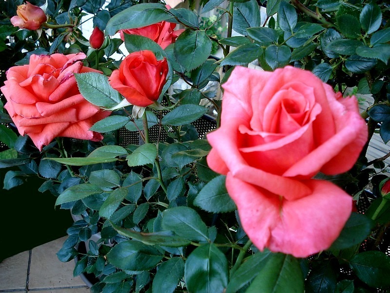 'Anne Vanderlove ®' rose photo