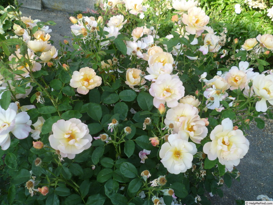 'The Lark Ascending' rose photo