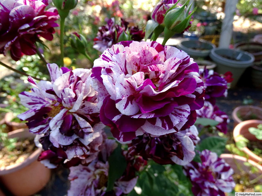 'New Imagine' rose photo