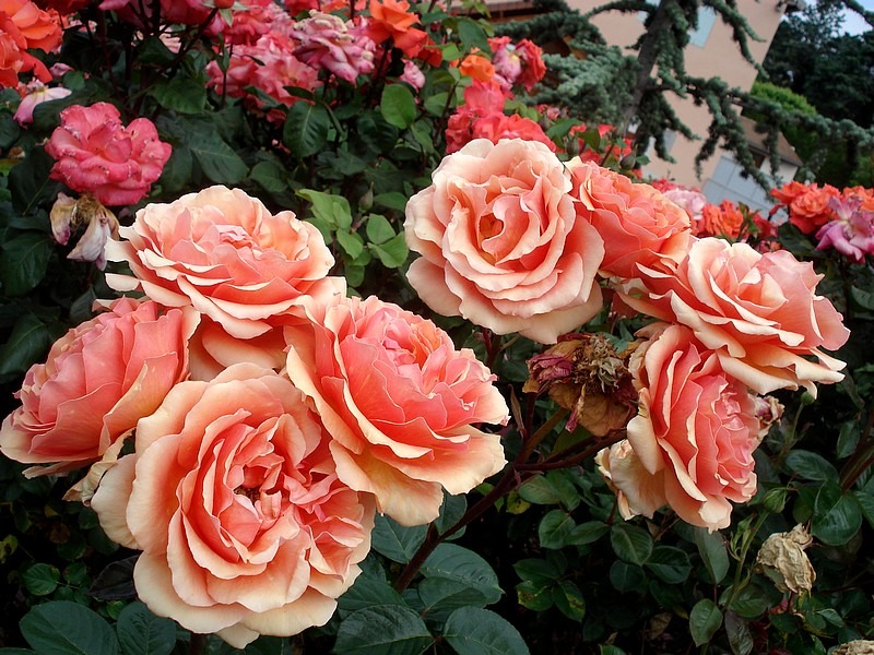 'Bora Bora ®' rose photo