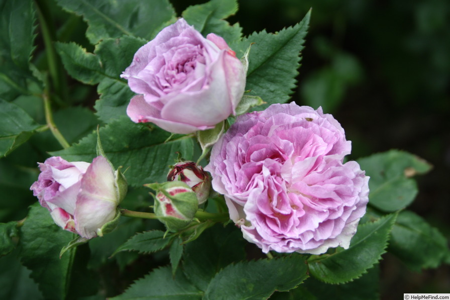 'Blue Tango' rose photo