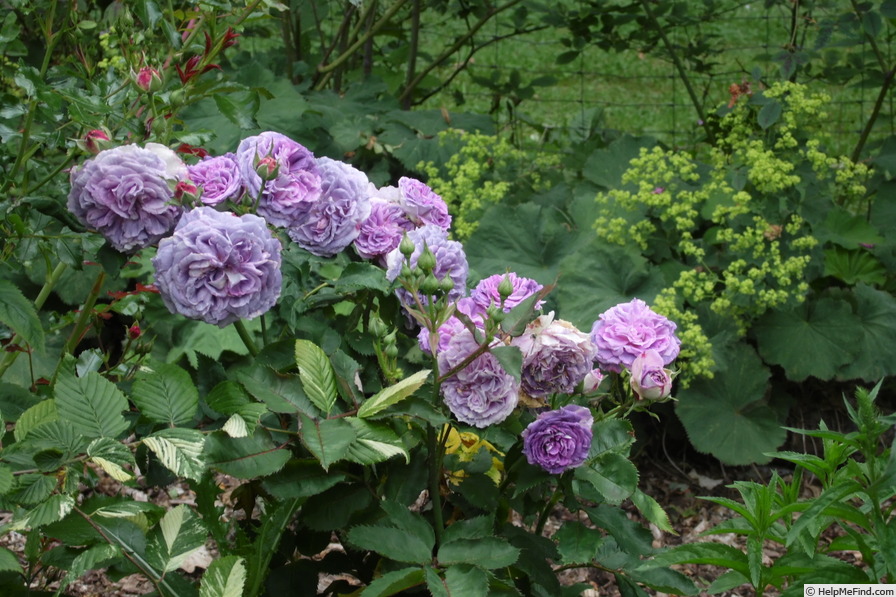 'Blue Tango' rose photo