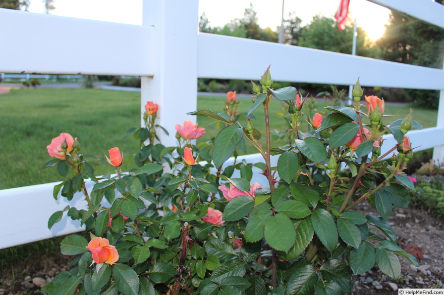 'Honey Nectar™' rose photo
