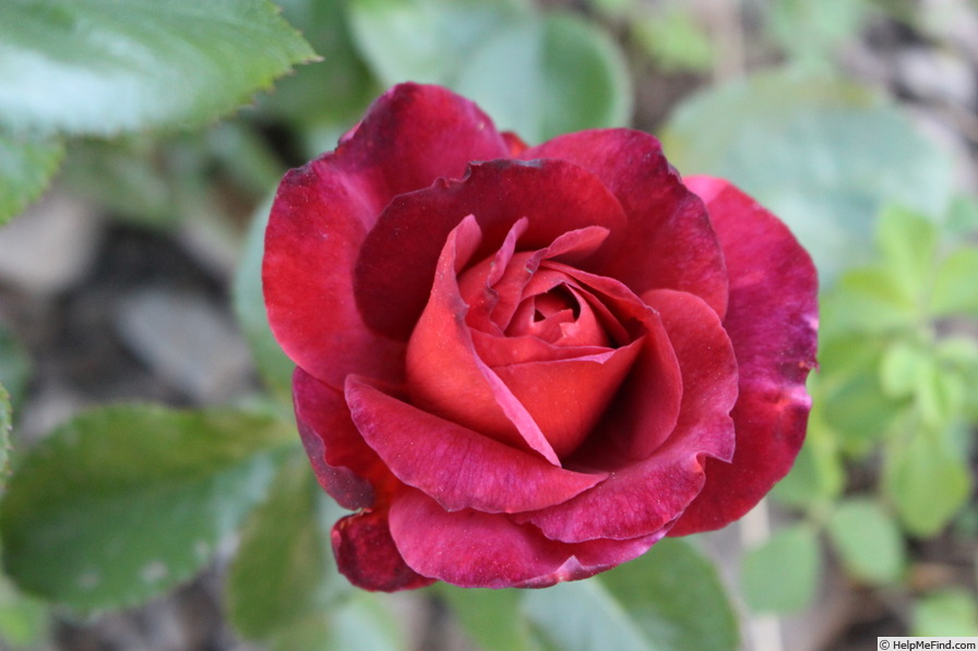'Hot Cocoa ™ (Floribunda, Carruth 2001)' rose photo