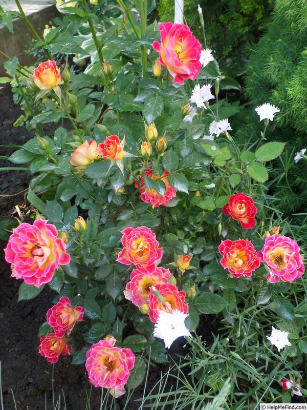'Tiddly Winks ™' rose photo