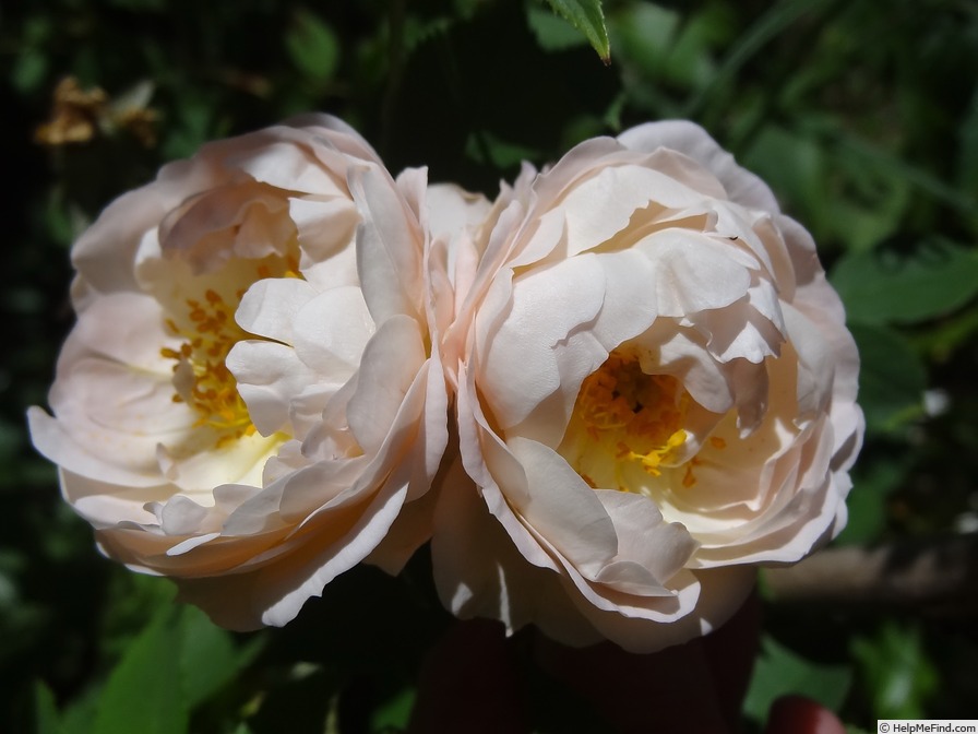 'El Ariana' rose photo