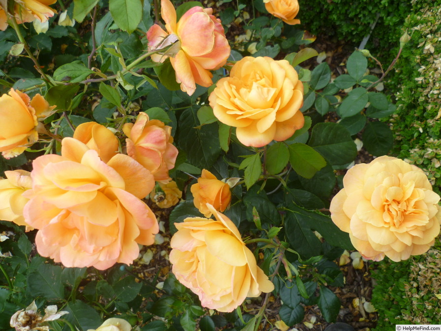 'Strike It Rich ™' rose photo