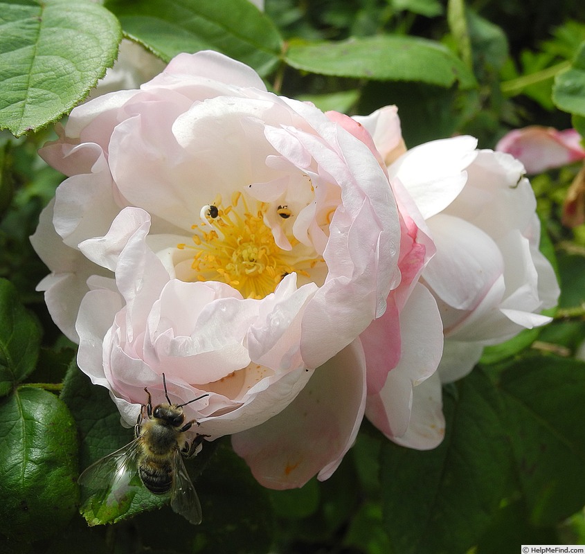 'Alfred de Dalmas' rose photo