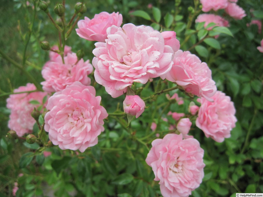 'The Fairy' rose photo