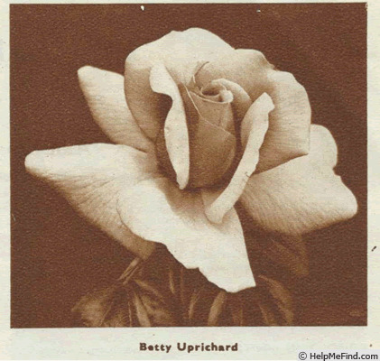'Betty Uprichard' rose photo